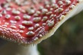 Fly Agaric or Fly Amanita mushroom (Amanita muscaria), Nationalpark Bayrischer Wald (Bavarian Forest National Park), Bavaria, Germany, Europe