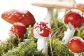 Fly Agaric or Fly Amanita mushroom (Amanita muscaria)
