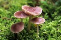 Lilac Bonnets (Mycena pura)