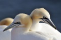 Basst�lpel (Morus bassanus, S...