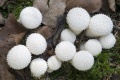 Puffball, Bottle umbrinum (Lycoperdon perlatum), Ibmer Moor, Upper Austria, Austria, Europe