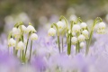 Spring meadow with Spring Cro...