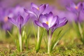 Purple crocus (Crocus) with o...