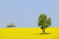 Pear tree (Pyrus) and a flowe...