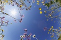Blumenwiese, Taubenberg, Ober...