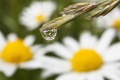 Tautropfen auf Gras und Marge...