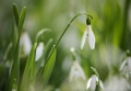 Schneegl�ckchen (Galanthus ni...