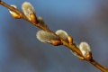 Salweide (Salix caprea), Weid...