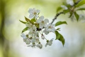 Bl�ten, Kirschbaum (Prunus av...