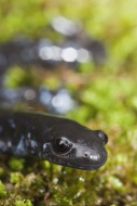 The Blue-spotted salamander, Ambystoma laterale, native to the Great Lakes states and northeastern USA and central Canada