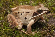 The wood frog, Rana sylvatica, is found throughout North America, from the southern Appalachians to the boreal forest.