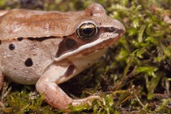 The wood frog, Rana sylvatica, is found throughout North America, from the southern Appalachians to the boreal forest.