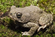 The Great Plains toad, Bufo cognatus, ranges from southern Alberta, through the western US and northern Mexico