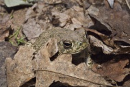 The Great Plains toad, Bufo cognatus, ranges from southern Alberta, through the western US and northern Mexico