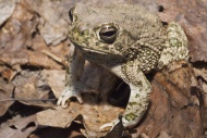 The Great Plains toad, Bufo cognatus, ranges from southern Alberta, through the western US and northern Mexico