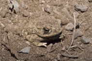 The Great Plains toad, Bufo cognatus, ranges from southern Alberta, through the western US and northern Mexico