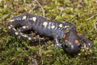 Spotted salamander, Ambystoma maculatum, USA
