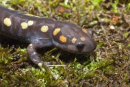 Spotted salamander, Ambystoma maculatum, USA