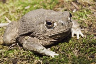 The Texas toad, Bufo speciosus, is native to Texas, north into Oklahoma, west into New Mexico and south into Mexico.