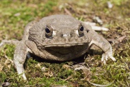 The Texas toad, Bufo speciosus, is native to Texas, north into Oklahoma, west into New Mexico and south into Mexico.