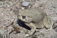 The Texas toad, Bufo speciosus, is native to Texas, north into Oklahoma, west into New Mexico and south into Mexico.