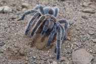Rose-haired tarantula or Chilean rose tarantula, Grammostola rosea, native to Chile