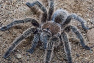 Rose-haired tarantula or Chilean rose tarantula, Grammostola rosea, native to Chile