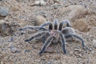 Rose-haired tarantula or Chilean rose tarantula, Grammostola rosea, native to Chile
