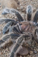 Rose-haired tarantula or Chilean rose tarantula, Grammostola rosea, native to Chile
