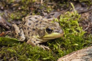 The mink frog, Rana septentrionalis, is a small frog native to the United States and Canada.