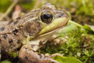 The mink frog, Rana septentrionalis, is a small frog native to the United States and Canada.