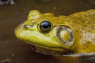 Bullfrog, Rana catesbeiana, native to much of the United States and parts of southern Canada