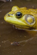 Bullfrog, Rana catesbeiana, native to much of the United States and parts of southern Canada