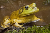 Bullfrog, Rana catesbeiana, native to much of the United States and parts of southern Canada