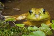 Bullfrog, Rana catesbeiana, native to much of the United States and parts of southern Canada
