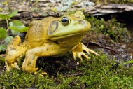 Bullfrog, Rana catesbeiana, native to much of the United States and parts of southern Canada