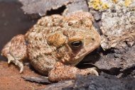 American toad, Bufo americanus, Minnesota, USA
