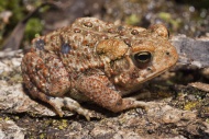American toad, Bufo americanus, Minnesota, USA