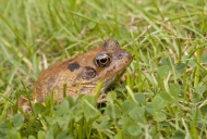 Common frog, Rana temporaria, in a garden in Bedfordshire, England