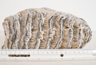 Mammoth tooth, Tate Museum, Casper College, Casper, Wyoming, USA