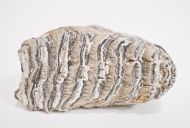 Mammoth tooth, Tate Museum, Casper College, Casper, Wyoming, USA