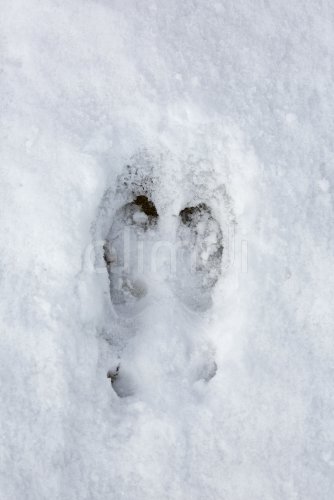 nordisk svalbard footprint