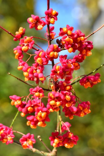 Common spindle tree (Euonymus europaeus), also known as European ...