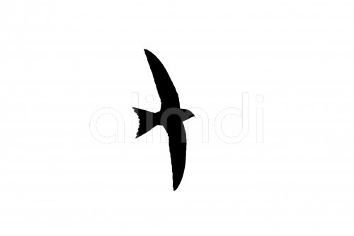 Silhouette of common swift (Apus apus) in flight outlined against white ...